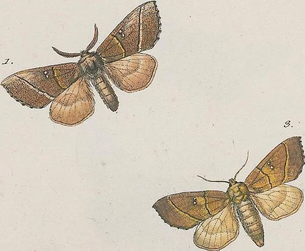 An illustration from (Band 3), 1806, leaf 55