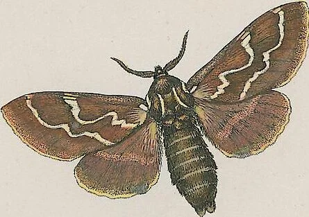 An illustration from (Band 3), 1806, leaf 57