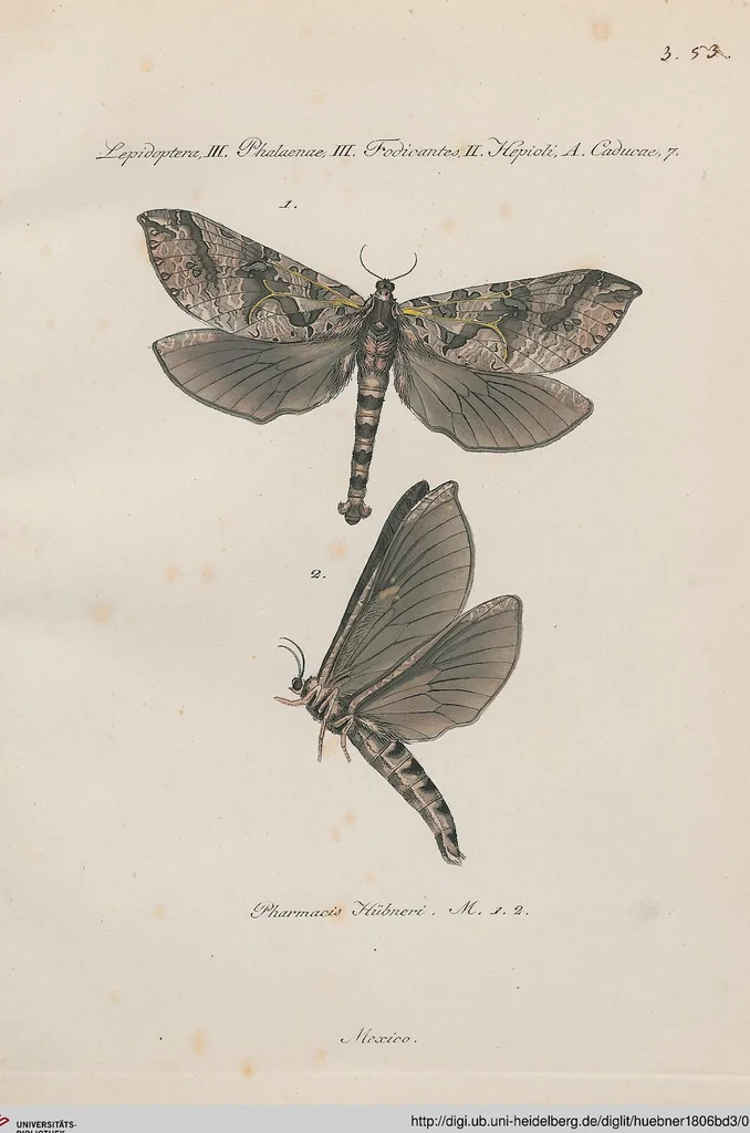 An illustration from (Band 3), 1806, leaf 59