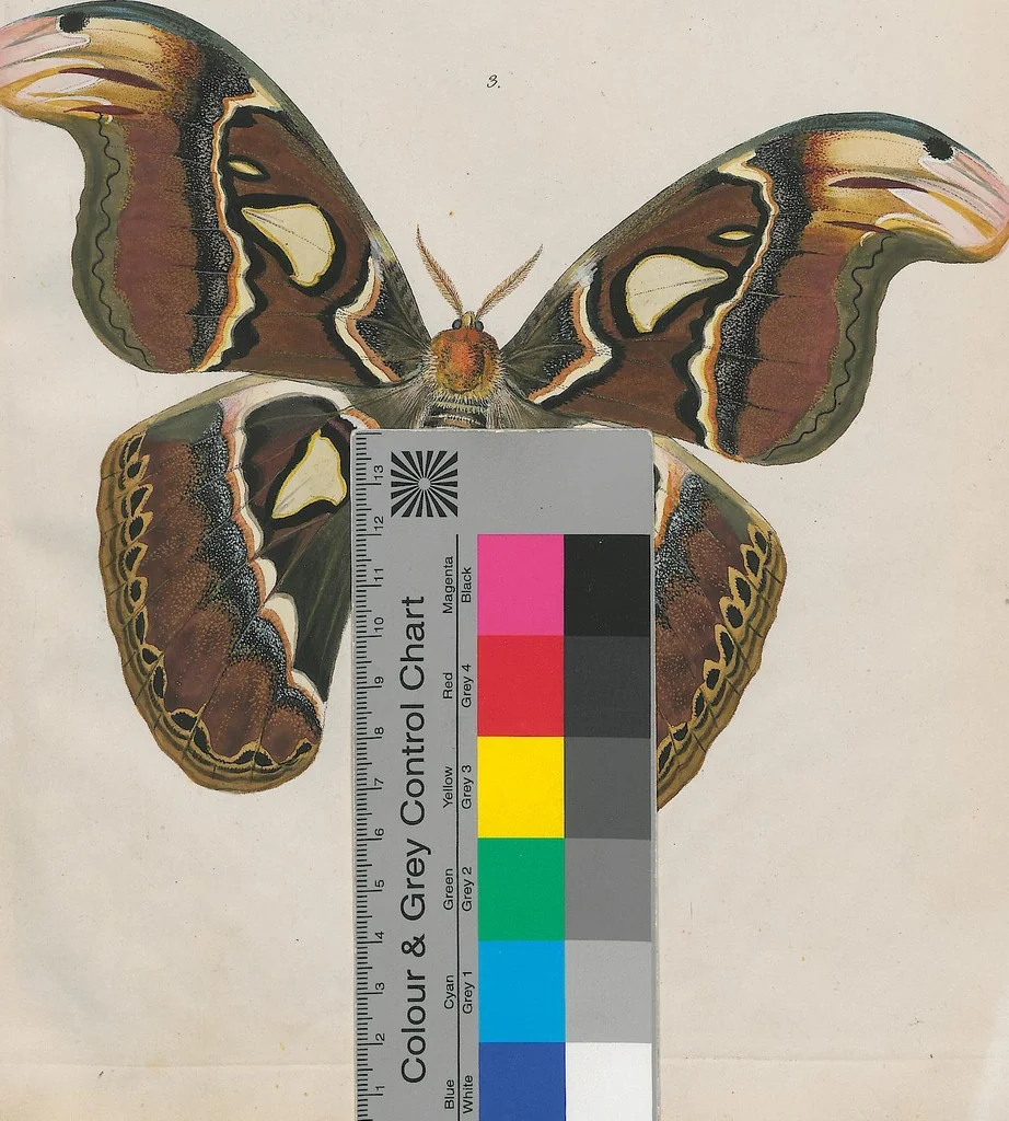 An illustration from (Band 3), 1806, leaf 65