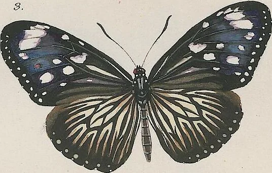An illustration from (Band 3), 1806, leaf 8