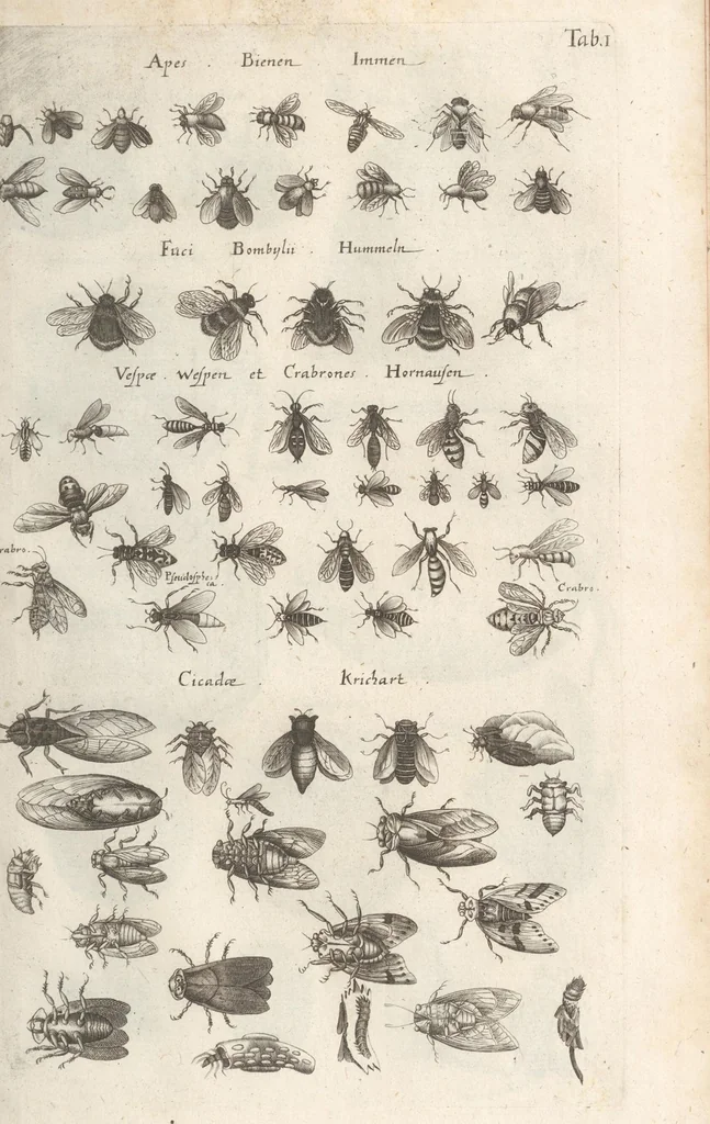 An illustration from Ioannis Ionstoni Theatrvm Vniversale Omnivm Animalivm Insectorvm: Tabvlis Viginti Octo Ab Illo Celeberrimo Mathia Meriano Aeri Incisis Ornatvm Ex Scriptoribvs Tam Antiqvis, Qvam Recentioribvs, Theophrasto, Dioscordie ... Et Aliis Maxima Cvra Collectvm, 1757, leaf 227