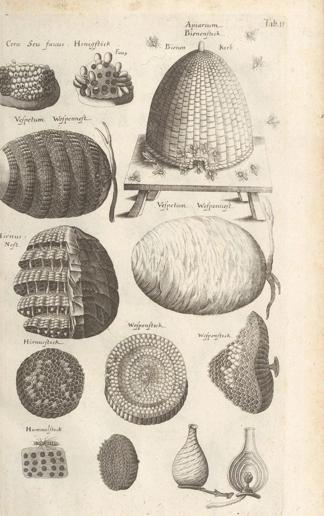 An illustration from Ioannis Ionstoni Theatrvm Vniversale Omnivm Animalivm Insectorvm: Tabvlis Viginti Octo Ab Illo Celeberrimo Mathia Meriano Aeri Incisis Ornatvm Ex Scriptoribvs Tam Antiqvis, Qvam Recentioribvs, Theophrasto, Dioscordie ... Et Aliis Maxima Cvra Collectvm, 1757, leaf 229