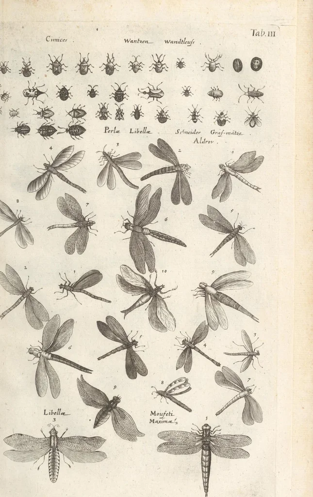 An illustration from Ioannis Ionstoni Theatrvm Vniversale Omnivm Animalivm Insectorvm: Tabvlis Viginti Octo Ab Illo Celeberrimo Mathia Meriano Aeri Incisis Ornatvm Ex Scriptoribvs Tam Antiqvis, Qvam Recentioribvs, Theophrasto, Dioscordie ... Et Aliis Maxima Cvra Collectvm, 1757, leaf 231