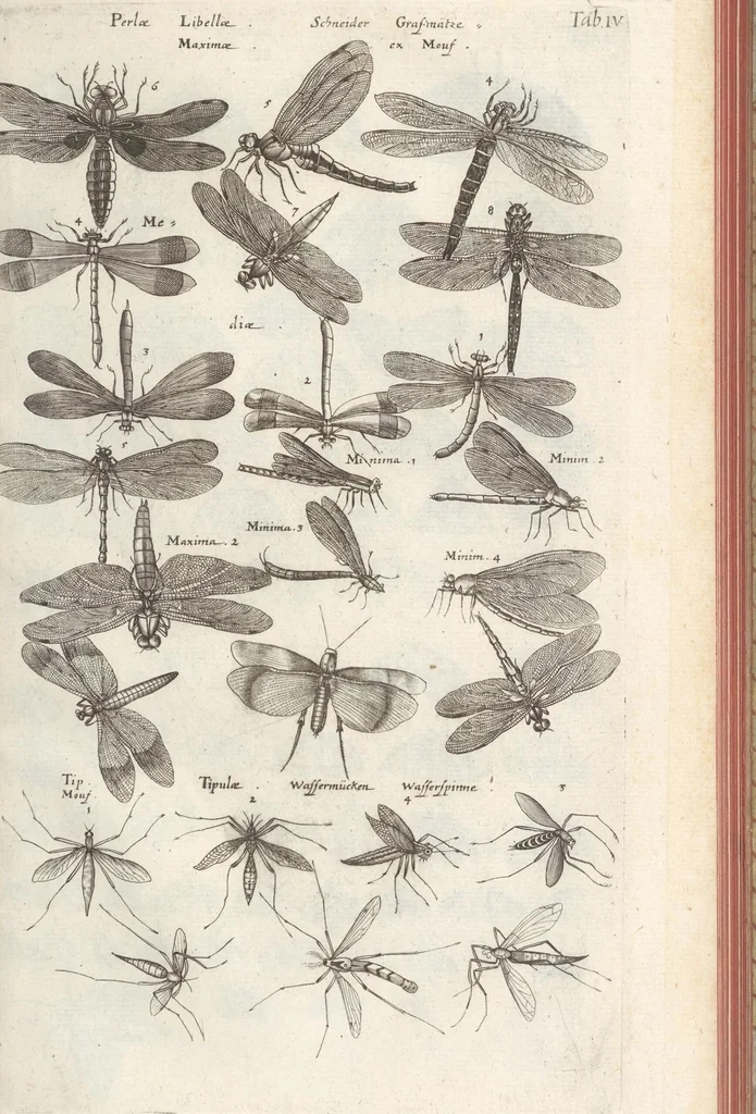 An illustration from Ioannis Ionstoni Theatrvm Vniversale Omnivm Animalivm Insectorvm: Tabvlis Viginti Octo Ab Illo Celeberrimo Mathia Meriano Aeri Incisis Ornatvm Ex Scriptoribvs Tam Antiqvis, Qvam Recentioribvs, Theophrasto, Dioscordie ... Et Aliis Maxima Cvra Collectvm, 1757, leaf 233