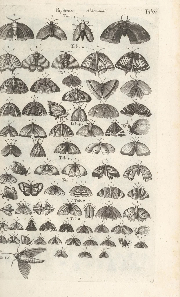 An illustration from Ioannis Ionstoni Theatrvm Vniversale Omnivm Animalivm Insectorvm: Tabvlis Viginti Octo Ab Illo Celeberrimo Mathia Meriano Aeri Incisis Ornatvm Ex Scriptoribvs Tam Antiqvis, Qvam Recentioribvs, Theophrasto, Dioscordie ... Et Aliis Maxima Cvra Collectvm, 1757, leaf 235