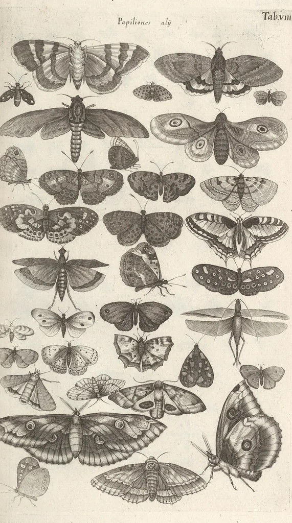 An illustration from Ioannis Ionstoni Theatrvm Vniversale Omnivm Animalivm Insectorvm: Tabvlis Viginti Octo Ab Illo Celeberrimo Mathia Meriano Aeri Incisis Ornatvm Ex Scriptoribvs Tam Antiqvis, Qvam Recentioribvs, Theophrasto, Dioscordie ... Et Aliis Maxima Cvra Collectvm, 1757, leaf 241
