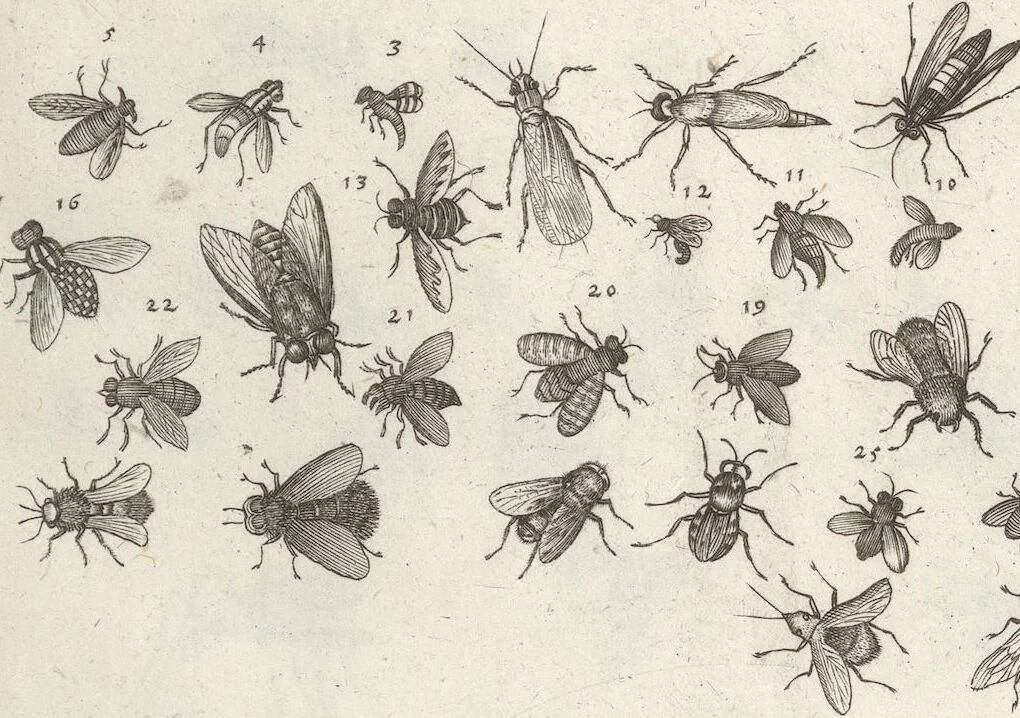 An illustration from Ioannis Ionstoni Theatrvm Vniversale Omnivm Animalivm Insectorvm: Tabvlis Viginti Octo Ab Illo Celeberrimo Mathia Meriano Aeri Incisis Ornatvm Ex Scriptoribvs Tam Antiqvis, Qvam Recentioribvs, Theophrasto, Dioscordie ... Et Aliis Maxima Cvra Collectvm, 1757, leaf 243