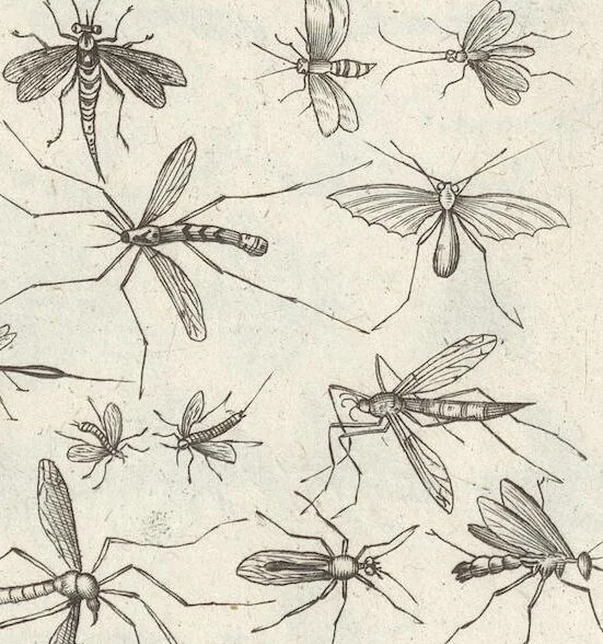 An illustration from Ioannis Ionstoni Theatrvm Vniversale Omnivm Animalivm Insectorvm: Tabvlis Viginti Octo Ab Illo Celeberrimo Mathia Meriano Aeri Incisis Ornatvm Ex Scriptoribvs Tam Antiqvis, Qvam Recentioribvs, Theophrasto, Dioscordie ... Et Aliis Maxima Cvra Collectvm, 1757, leaf 243