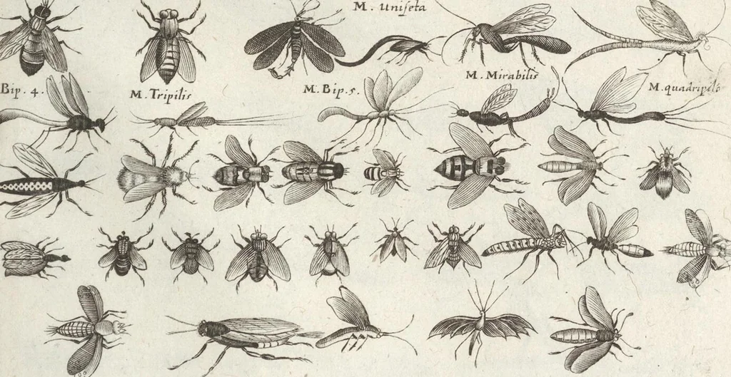 An illustration from Ioannis Ionstoni Theatrvm Vniversale Omnivm Animalivm Insectorvm: Tabvlis Viginti Octo Ab Illo Celeberrimo Mathia Meriano Aeri Incisis Ornatvm Ex Scriptoribvs Tam Antiqvis, Qvam Recentioribvs, Theophrasto, Dioscordie ... Et Aliis Maxima Cvra Collectvm, 1757, leaf 245