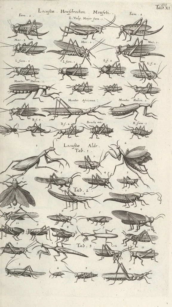 An illustration from Ioannis Ionstoni Theatrvm Vniversale Omnivm Animalivm Insectorvm: Tabvlis Viginti Octo Ab Illo Celeberrimo Mathia Meriano Aeri Incisis Ornatvm Ex Scriptoribvs Tam Antiqvis, Qvam Recentioribvs, Theophrasto, Dioscordie ... Et Aliis Maxima Cvra Collectvm, 1757, leaf 247
