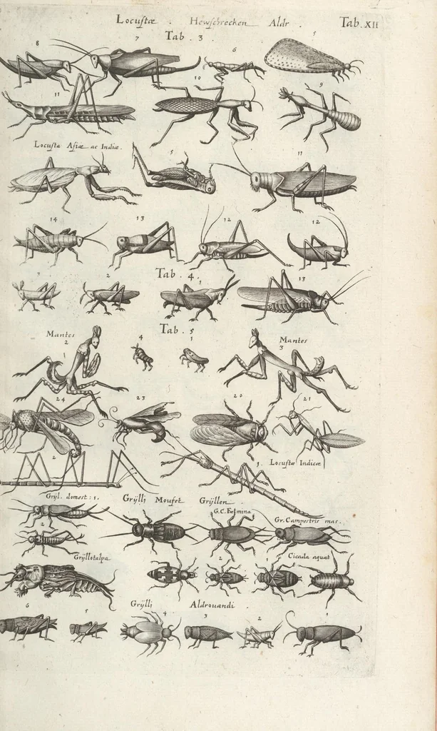 An illustration from Ioannis Ionstoni Theatrvm Vniversale Omnivm Animalivm Insectorvm: Tabvlis Viginti Octo Ab Illo Celeberrimo Mathia Meriano Aeri Incisis Ornatvm Ex Scriptoribvs Tam Antiqvis, Qvam Recentioribvs, Theophrasto, Dioscordie ... Et Aliis Maxima Cvra Collectvm, 1757, leaf 249