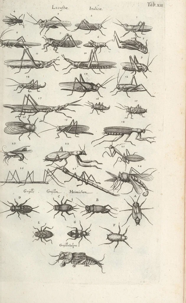 An illustration from Ioannis Ionstoni Theatrvm Vniversale Omnivm Animalivm Insectorvm: Tabvlis Viginti Octo Ab Illo Celeberrimo Mathia Meriano Aeri Incisis Ornatvm Ex Scriptoribvs Tam Antiqvis, Qvam Recentioribvs, Theophrasto, Dioscordie ... Et Aliis Maxima Cvra Collectvm, 1757, leaf 251