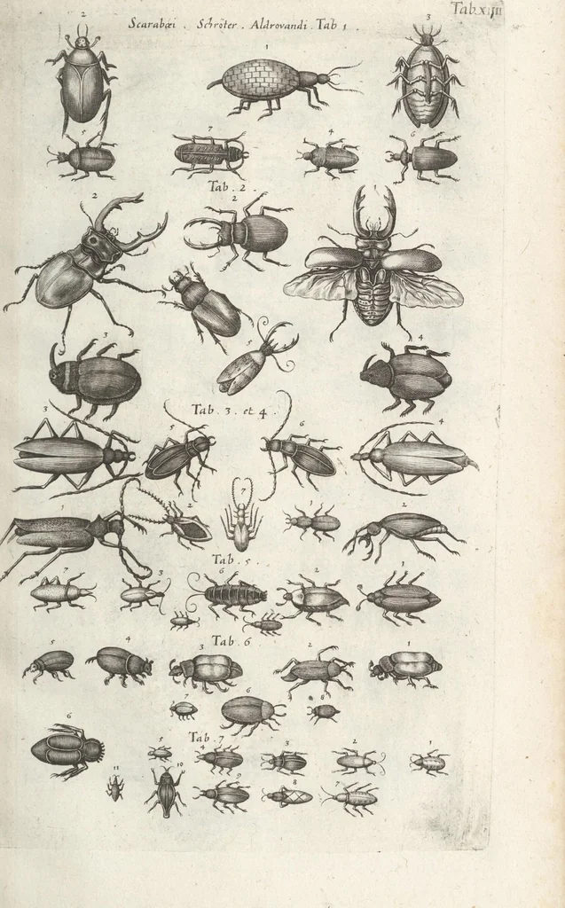An illustration from Ioannis Ionstoni Theatrvm Vniversale Omnivm Animalivm Insectorvm: Tabvlis Viginti Octo Ab Illo Celeberrimo Mathia Meriano Aeri Incisis Ornatvm Ex Scriptoribvs Tam Antiqvis, Qvam Recentioribvs, Theophrasto, Dioscordie ... Et Aliis Maxima Cvra Collectvm, 1757, leaf 253