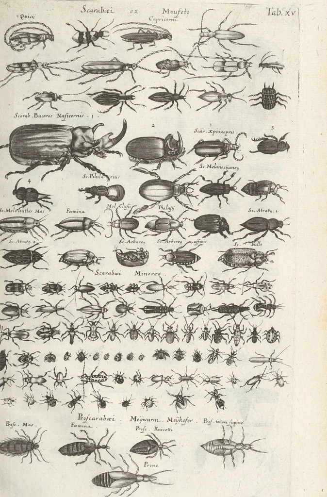 An illustration from Ioannis Ionstoni Theatrvm Vniversale Omnivm Animalivm Insectorvm: Tabvlis Viginti Octo Ab Illo Celeberrimo Mathia Meriano Aeri Incisis Ornatvm Ex Scriptoribvs Tam Antiqvis, Qvam Recentioribvs, Theophrasto, Dioscordie ... Et Aliis Maxima Cvra Collectvm, 1757, leaf 255