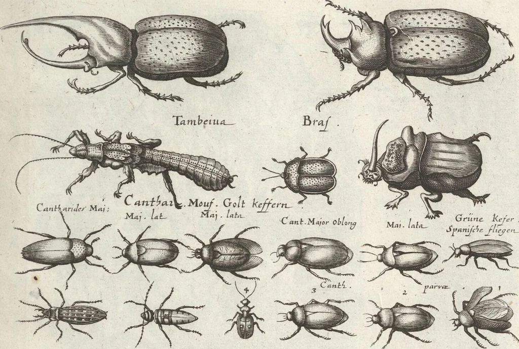 An illustration from Ioannis Ionstoni Theatrvm Vniversale Omnivm Animalivm Insectorvm: Tabvlis Viginti Octo Ab Illo Celeberrimo Mathia Meriano Aeri Incisis Ornatvm Ex Scriptoribvs Tam Antiqvis, Qvam Recentioribvs, Theophrasto, Dioscordie ... Et Aliis Maxima Cvra Collectvm, 1757, leaf 257