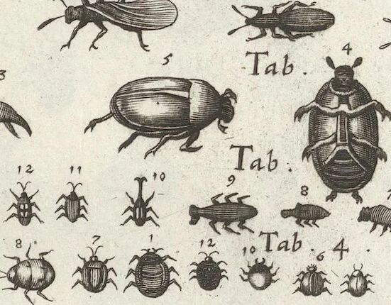 An illustration from Ioannis Ionstoni Theatrvm Vniversale Omnivm Animalivm Insectorvm: Tabvlis Viginti Octo Ab Illo Celeberrimo Mathia Meriano Aeri Incisis Ornatvm Ex Scriptoribvs Tam Antiqvis, Qvam Recentioribvs, Theophrasto, Dioscordie ... Et Aliis Maxima Cvra Collectvm, 1757, leaf 257