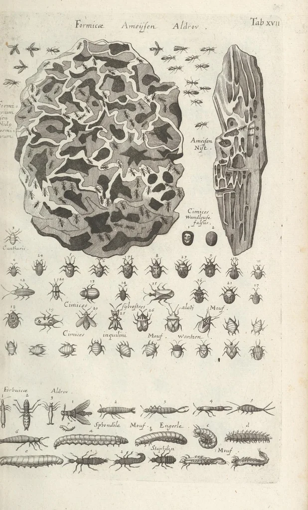 An illustration from Ioannis Ionstoni Theatrvm Vniversale Omnivm Animalivm Insectorvm: Tabvlis Viginti Octo Ab Illo Celeberrimo Mathia Meriano Aeri Incisis Ornatvm Ex Scriptoribvs Tam Antiqvis, Qvam Recentioribvs, Theophrasto, Dioscordie ... Et Aliis Maxima Cvra Collectvm, 1757, leaf 259
