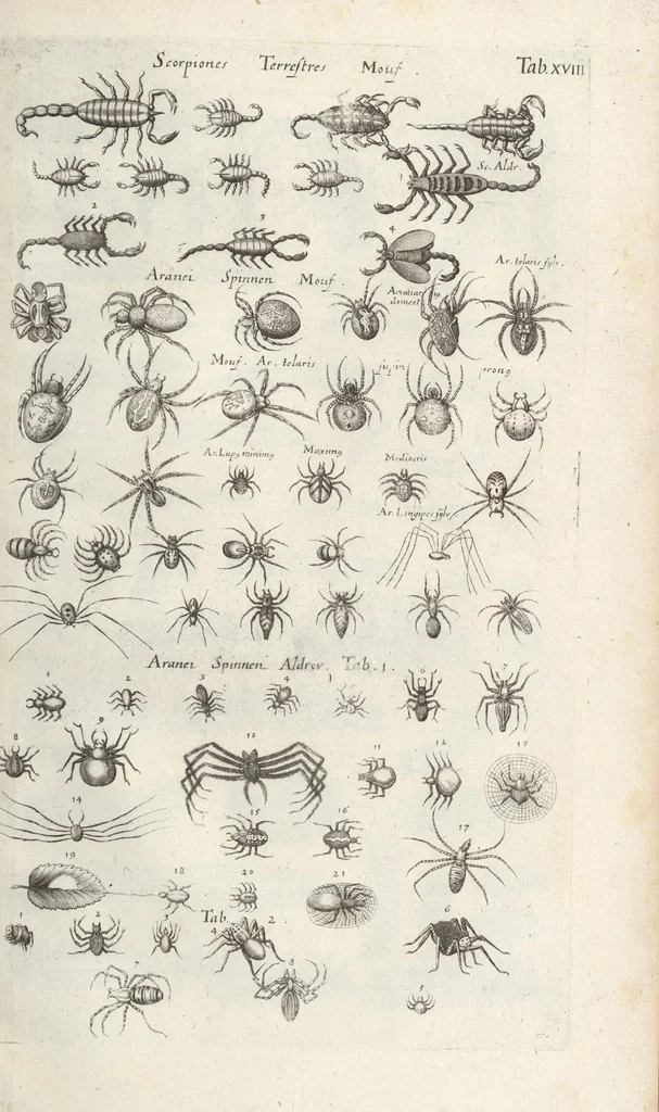 An illustration from Ioannis Ionstoni Theatrvm Vniversale Omnivm Animalivm Insectorvm: Tabvlis Viginti Octo Ab Illo Celeberrimo Mathia Meriano Aeri Incisis Ornatvm Ex Scriptoribvs Tam Antiqvis, Qvam Recentioribvs, Theophrasto, Dioscordie ... Et Aliis Maxima Cvra Collectvm, 1757, leaf 261