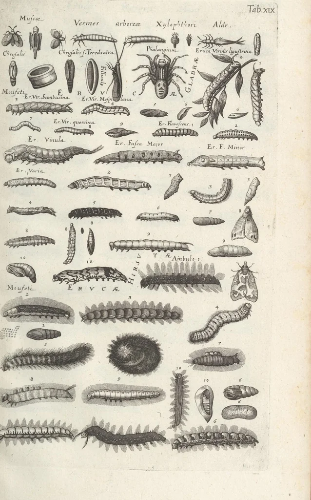 An illustration from Ioannis Ionstoni Theatrvm Vniversale Omnivm Animalivm Insectorvm: Tabvlis Viginti Octo Ab Illo Celeberrimo Mathia Meriano Aeri Incisis Ornatvm Ex Scriptoribvs Tam Antiqvis, Qvam Recentioribvs, Theophrasto, Dioscordie ... Et Aliis Maxima Cvra Collectvm, 1757, leaf 263