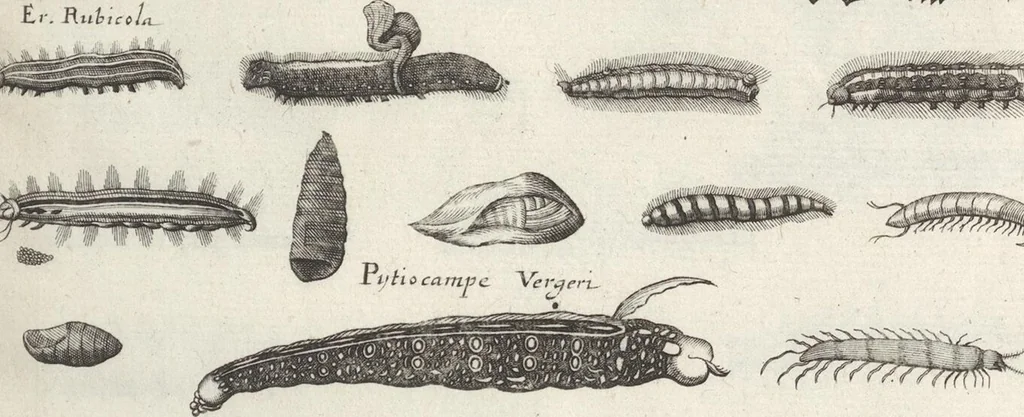 An illustration from Ioannis Ionstoni Theatrvm Vniversale Omnivm Animalivm Insectorvm: Tabvlis Viginti Octo Ab Illo Celeberrimo Mathia Meriano Aeri Incisis Ornatvm Ex Scriptoribvs Tam Antiqvis, Qvam Recentioribvs, Theophrasto, Dioscordie ... Et Aliis Maxima Cvra Collectvm, 1757, leaf 265