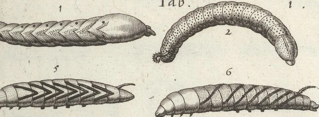 An illustration from Ioannis Ionstoni Theatrvm Vniversale Omnivm Animalivm Insectorvm: Tabvlis Viginti Octo Ab Illo Celeberrimo Mathia Meriano Aeri Incisis Ornatvm Ex Scriptoribvs Tam Antiqvis, Qvam Recentioribvs, Theophrasto, Dioscordie ... Et Aliis Maxima Cvra Collectvm, 1757, leaf 267