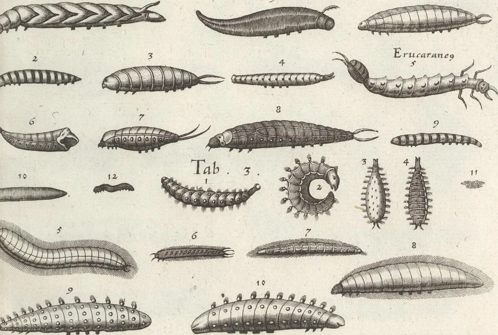 An illustration from Ioannis Ionstoni Theatrvm Vniversale Omnivm Animalivm Insectorvm: Tabvlis Viginti Octo Ab Illo Celeberrimo Mathia Meriano Aeri Incisis Ornatvm Ex Scriptoribvs Tam Antiqvis, Qvam Recentioribvs, Theophrasto, Dioscordie ... Et Aliis Maxima Cvra Collectvm, 1757, leaf 267