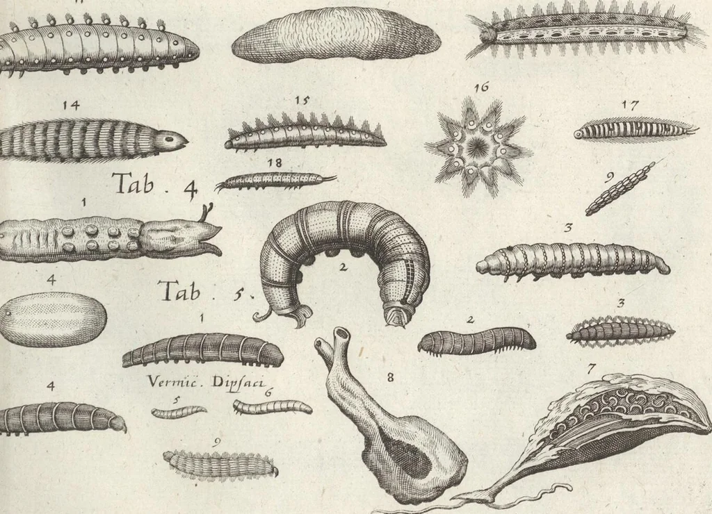 An illustration from Ioannis Ionstoni Theatrvm Vniversale Omnivm Animalivm Insectorvm: Tabvlis Viginti Octo Ab Illo Celeberrimo Mathia Meriano Aeri Incisis Ornatvm Ex Scriptoribvs Tam Antiqvis, Qvam Recentioribvs, Theophrasto, Dioscordie ... Et Aliis Maxima Cvra Collectvm, 1757, leaf 267
