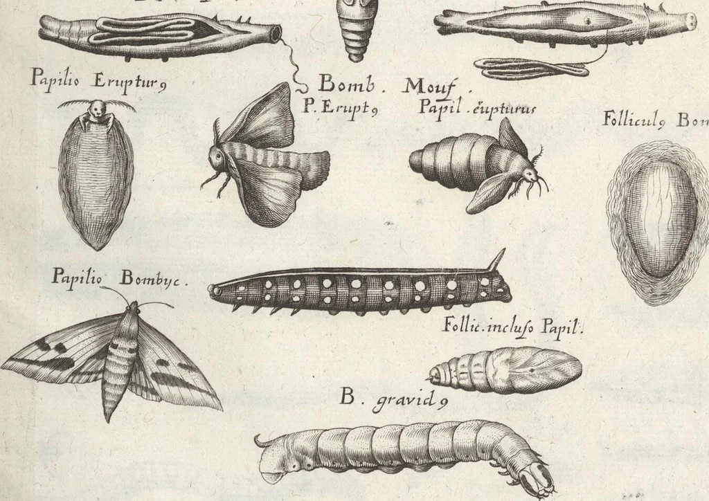 An illustration from Ioannis Ionstoni Theatrvm Vniversale Omnivm Animalivm Insectorvm: Tabvlis Viginti Octo Ab Illo Celeberrimo Mathia Meriano Aeri Incisis Ornatvm Ex Scriptoribvs Tam Antiqvis, Qvam Recentioribvs, Theophrasto, Dioscordie ... Et Aliis Maxima Cvra Collectvm, 1757, leaf 269