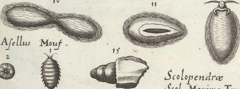An illustration from Ioannis Ionstoni Theatrvm Vniversale Omnivm Animalivm Insectorvm: Tabvlis Viginti Octo Ab Illo Celeberrimo Mathia Meriano Aeri Incisis Ornatvm Ex Scriptoribvs Tam Antiqvis, Qvam Recentioribvs, Theophrasto, Dioscordie ... Et Aliis Maxima Cvra Collectvm, 1757, leaf 271