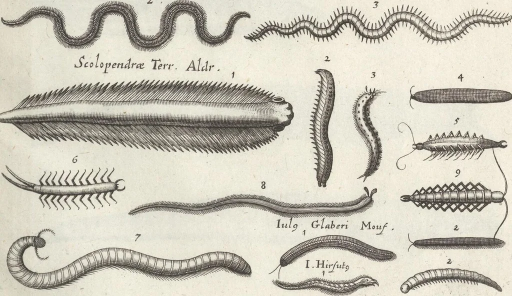 An illustration from Ioannis Ionstoni Theatrvm Vniversale Omnivm Animalivm Insectorvm: Tabvlis Viginti Octo Ab Illo Celeberrimo Mathia Meriano Aeri Incisis Ornatvm Ex Scriptoribvs Tam Antiqvis, Qvam Recentioribvs, Theophrasto, Dioscordie ... Et Aliis Maxima Cvra Collectvm, 1757, leaf 271