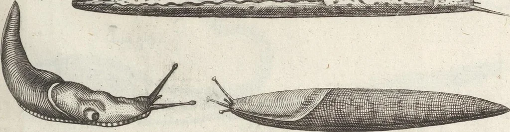 An illustration from Ioannis Ionstoni Theatrvm Vniversale Omnivm Animalivm Insectorvm: Tabvlis Viginti Octo Ab Illo Celeberrimo Mathia Meriano Aeri Incisis Ornatvm Ex Scriptoribvs Tam Antiqvis, Qvam Recentioribvs, Theophrasto, Dioscordie ... Et Aliis Maxima Cvra Collectvm, 1757, leaf 273