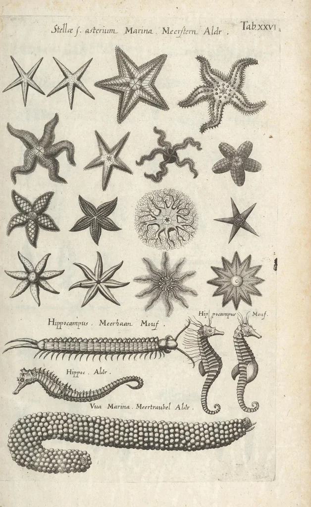 An illustration from Ioannis Ionstoni Theatrvm Vniversale Omnivm Animalivm Insectorvm: Tabvlis Viginti Octo Ab Illo Celeberrimo Mathia Meriano Aeri Incisis Ornatvm Ex Scriptoribvs Tam Antiqvis, Qvam Recentioribvs, Theophrasto, Dioscordie ... Et Aliis Maxima Cvra Collectvm, 1757, leaf 277