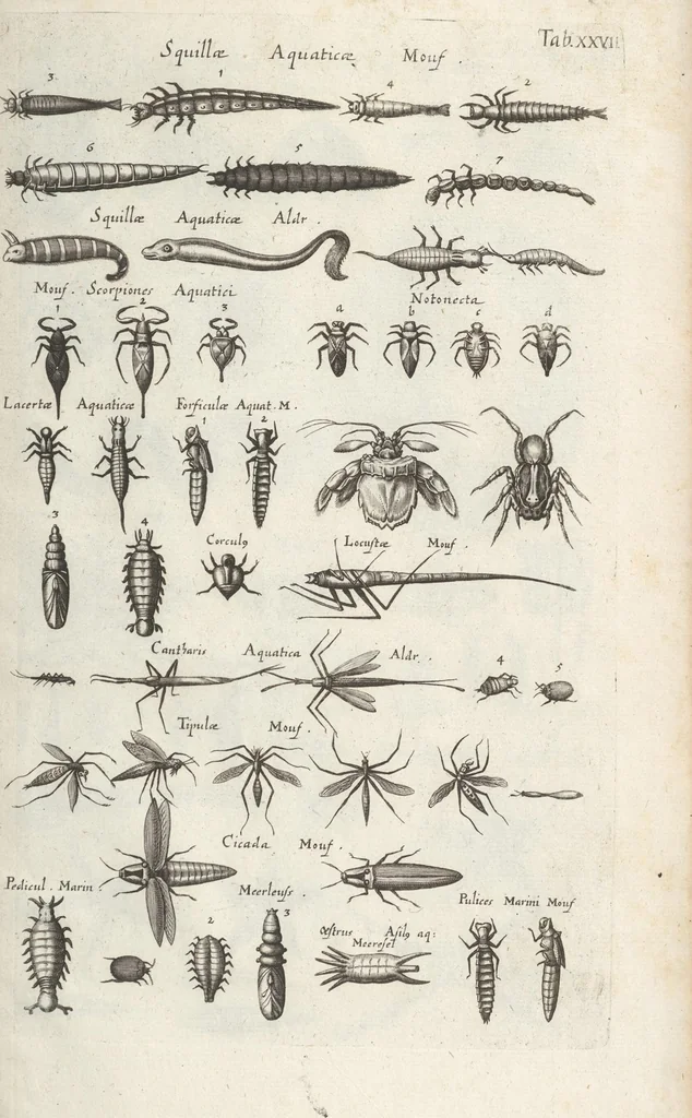 An illustration from Ioannis Ionstoni Theatrvm Vniversale Omnivm Animalivm Insectorvm: Tabvlis Viginti Octo Ab Illo Celeberrimo Mathia Meriano Aeri Incisis Ornatvm Ex Scriptoribvs Tam Antiqvis, Qvam Recentioribvs, Theophrasto, Dioscordie ... Et Aliis Maxima Cvra Collectvm, 1757, leaf 279