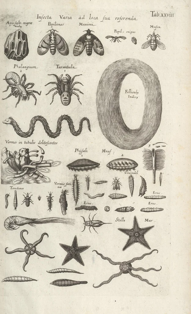 An illustration from Ioannis Ionstoni Theatrvm Vniversale Omnivm Animalivm Insectorvm: Tabvlis Viginti Octo Ab Illo Celeberrimo Mathia Meriano Aeri Incisis Ornatvm Ex Scriptoribvs Tam Antiqvis, Qvam Recentioribvs, Theophrasto, Dioscordie ... Et Aliis Maxima Cvra Collectvm, 1757, leaf 281
