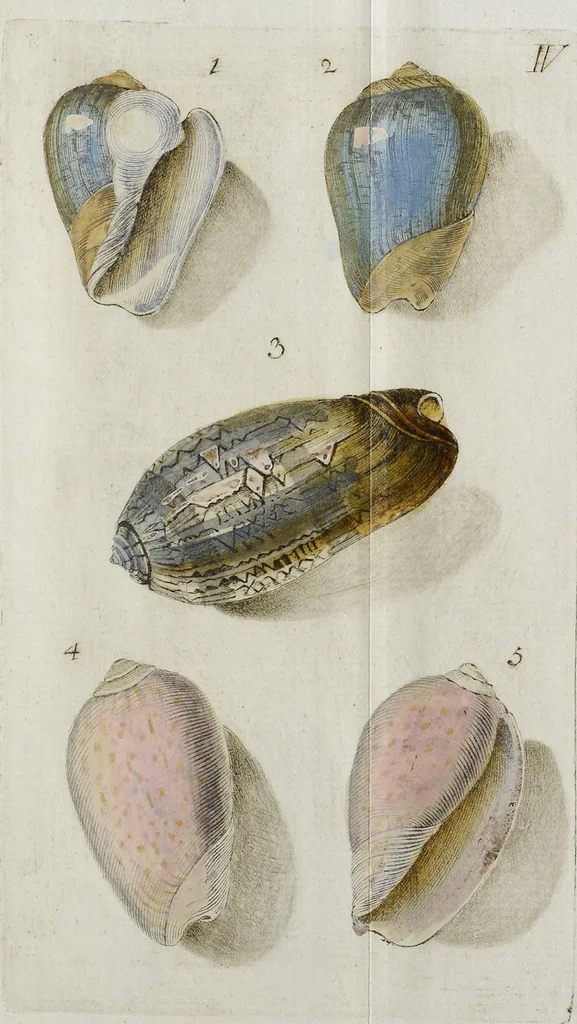 An illustration from ([Hauptwerk]), 1789, leaf 339
