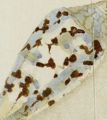 An illustration from ([Hauptwerk]), 1789, leaf 341