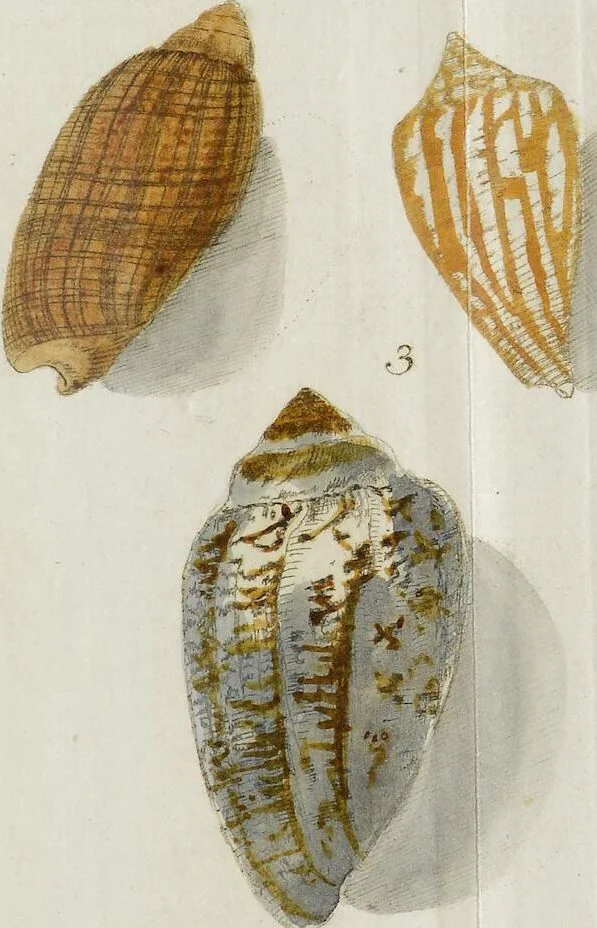 An illustration from ([Hauptwerk]), 1789, leaf 343