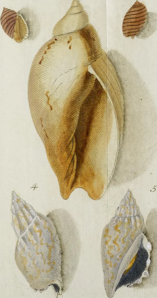 An illustration from ([Hauptwerk]), 1789, leaf 345