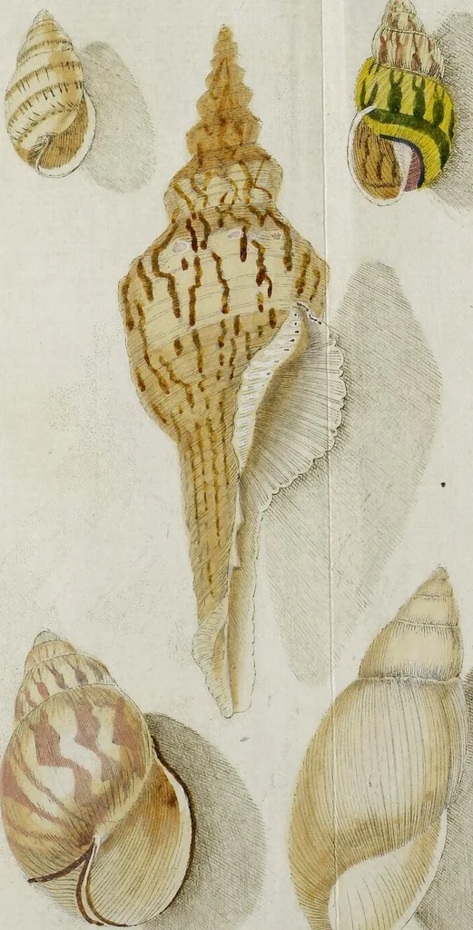 An illustration from ([Hauptwerk]), 1789, leaf 351