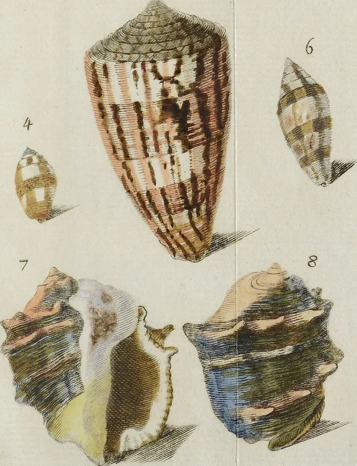 An illustration from (Nachtrag): Nachtrag zu den Conchylien Im Fürstlichen Cabinette zu Rudolstadt: Mit Vier Kupfern, 1791, leaf 89