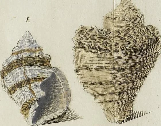 An illustration from (Nachtrag): Nachtrag zu den Conchylien Im Fürstlichen Cabinette zu Rudolstadt: Mit Vier Kupfern, 1791, leaf 91