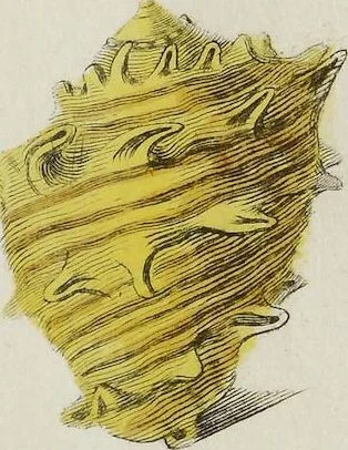 An illustration from (Nachtrag): Nachtrag zu den Conchylien Im Fürstlichen Cabinette zu Rudolstadt: Mit Vier Kupfern, 1791, leaf 91