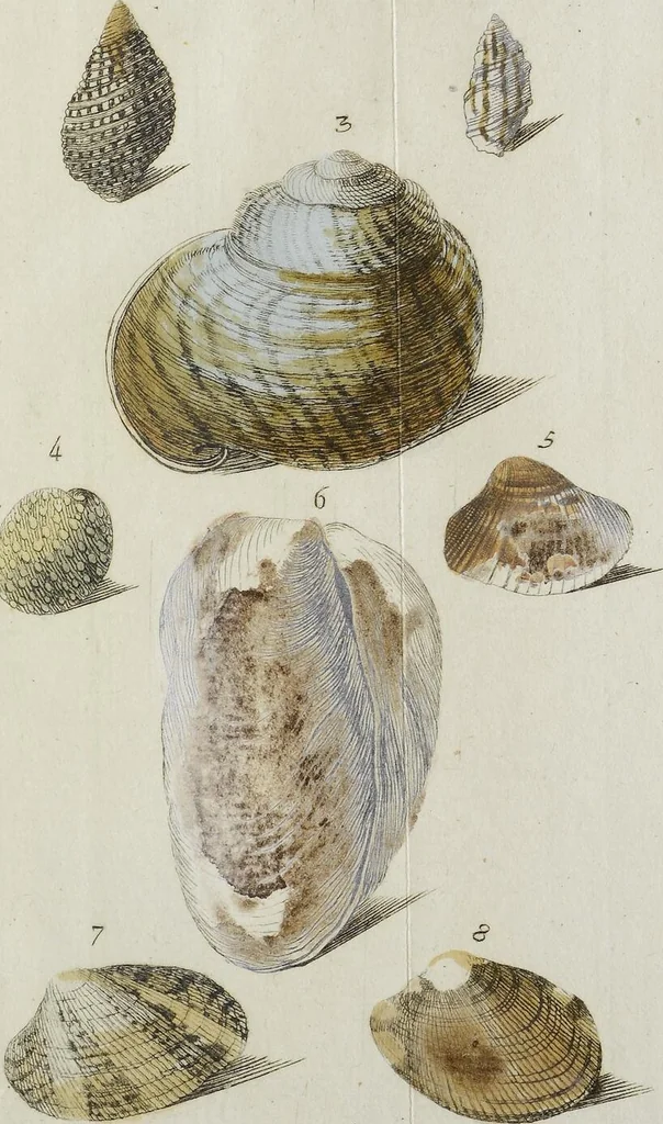 An illustration from (Nachtrag): Nachtrag zu den Conchylien Im Fürstlichen Cabinette zu Rudolstadt: Mit Vier Kupfern, 1791, leaf 93