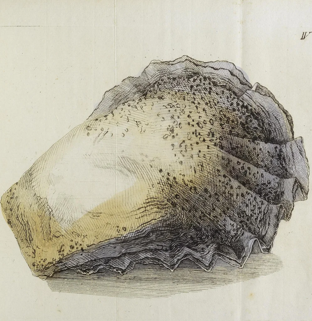 An illustration from (Nachtrag): Nachtrag zu den Conchylien Im Fürstlichen Cabinette zu Rudolstadt: Mit Vier Kupfern, 1791, leaf 95