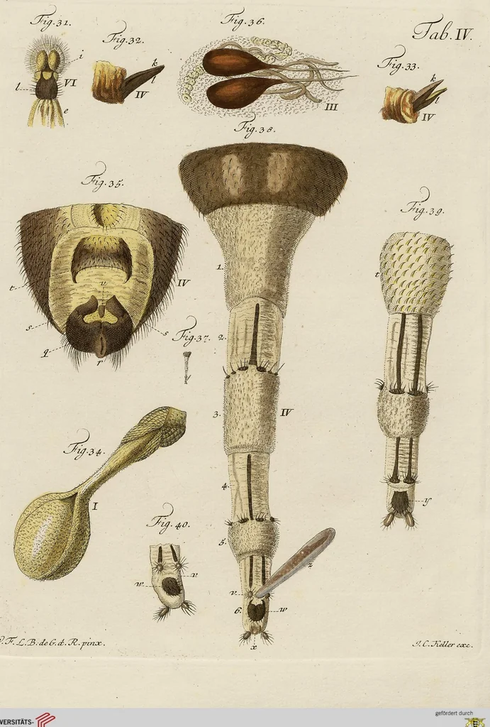 An illustration from Wilhelm Friederichs Freiherrn von Gleichen, genannt Rußworm, Herrn auf Greiffenstein und Bonnland, Großkreuz des Brandenburgischen rothen Adlerordens und Hochfürstlich Brandenburgisch-Culmbachischen Geheimen Raths, Geschichte der gemeinen Stubenfliege: nebst vier mit Farben erleuchteten Kupfertafeln, 1790, leaf 43