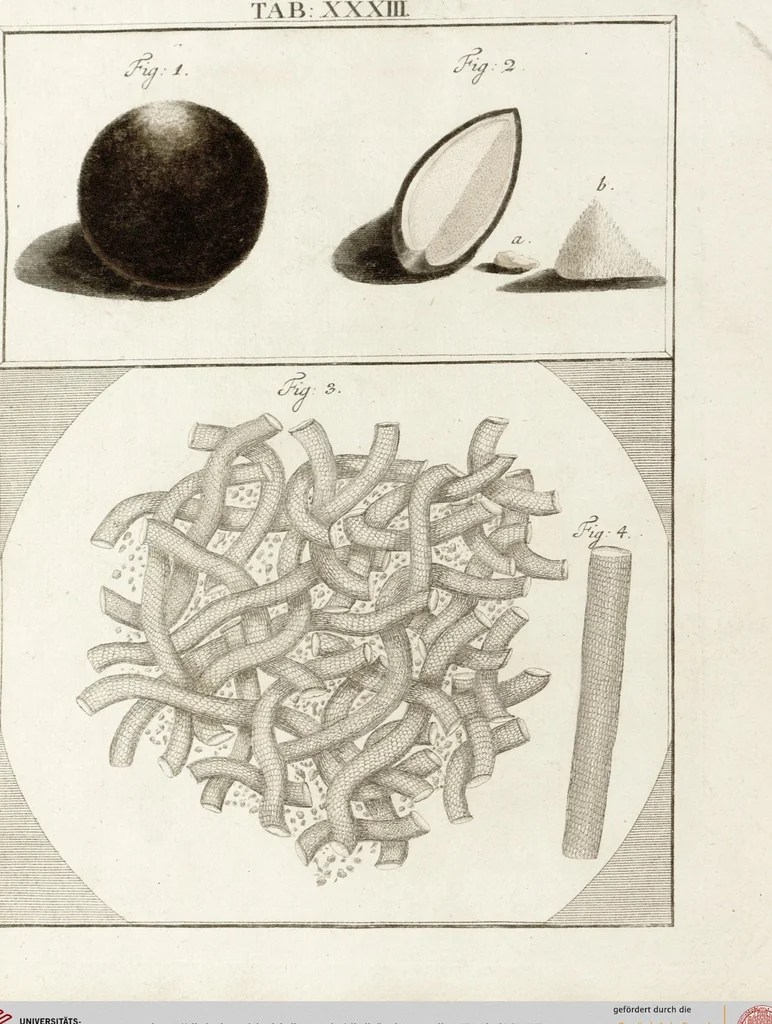 An illustration from (Band 2): Martin Frobenius Ledermüllers, Hochfürstlich- Brandenburg- Culmbachischen Justiz-Raths ... Nachlese seiner Mikroskopischen Gemüths- und Augen-Ergötzung: Bestehend in zehen fein illuminirten Kupfertafeln, Sammt deren Erklärung: und Einer getreuen Anweisung, wie man alle Arten Mikroskope geschickt, leicht und nützlich gebrauchen solle, 1762, leaf 107