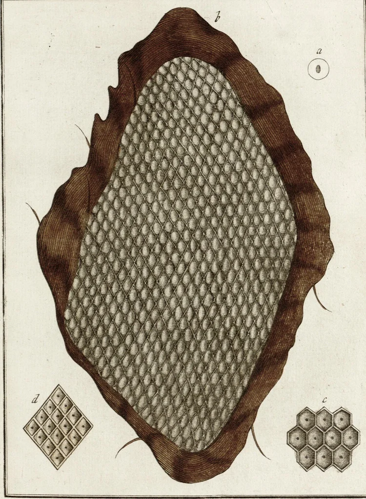 An illustration from (Band 2): Martin Frobenius Ledermüllers, Hochfürstlich- Brandenburg- Culmbachischen Justiz-Raths ... Nachlese seiner Mikroskopischen Gemüths- und Augen-Ergötzung: Bestehend in zehen fein illuminirten Kupfertafeln, Sammt deren Erklärung: und Einer getreuen Anweisung, wie man alle Arten Mikroskope geschickt, leicht und nützlich gebrauchen solle, 1762, leaf 115