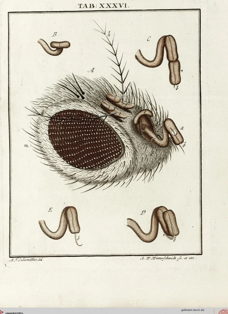 An illustration from (Band 2): Martin Frobenius Ledermüllers, Hochfürstlich- Brandenburg- Culmbachischen Justiz-Raths ... Nachlese seiner Mikroskopischen Gemüths- und Augen-Ergötzung: Bestehend in zehen fein illuminirten Kupfertafeln, Sammt deren Erklärung: und Einer getreuen Anweisung, wie man alle Arten Mikroskope geschickt, leicht und nützlich gebrauchen solle, 1762, leaf 116
