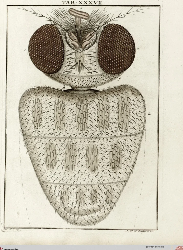 An illustration from (Band 2): Martin Frobenius Ledermüllers, Hochfürstlich- Brandenburg- Culmbachischen Justiz-Raths ... Nachlese seiner Mikroskopischen Gemüths- und Augen-Ergötzung: Bestehend in zehen fein illuminirten Kupfertafeln, Sammt deren Erklärung: und Einer getreuen Anweisung, wie man alle Arten Mikroskope geschickt, leicht und nützlich gebrauchen solle, 1762, leaf 119